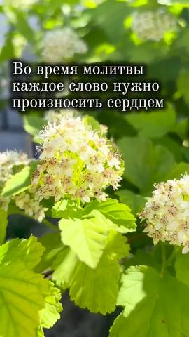 Из жизни прихода