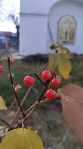 Вознесенская полянка