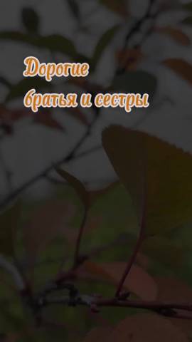 Из жизни прихода