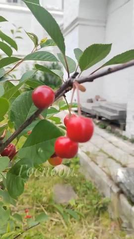 Из жизни прихода