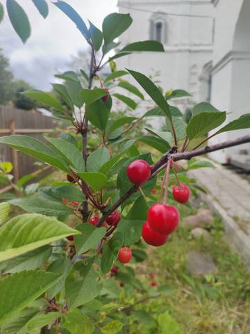 Вознесенская полянка