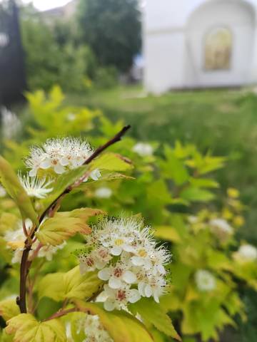 Вознесенская полянка