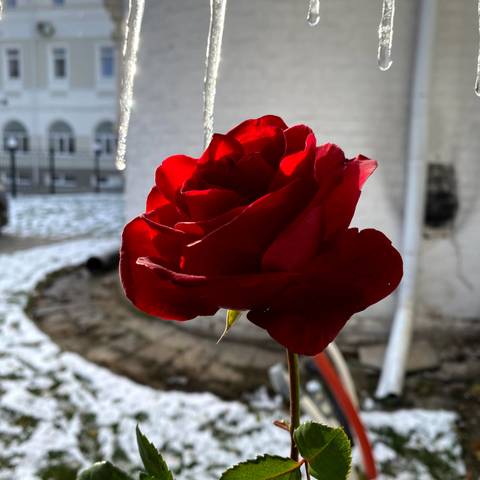 Вознесенская полянка