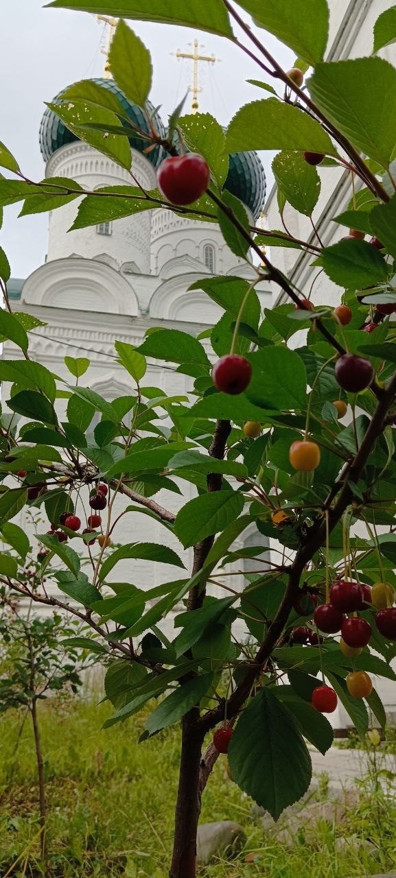 Вознесенская полянка