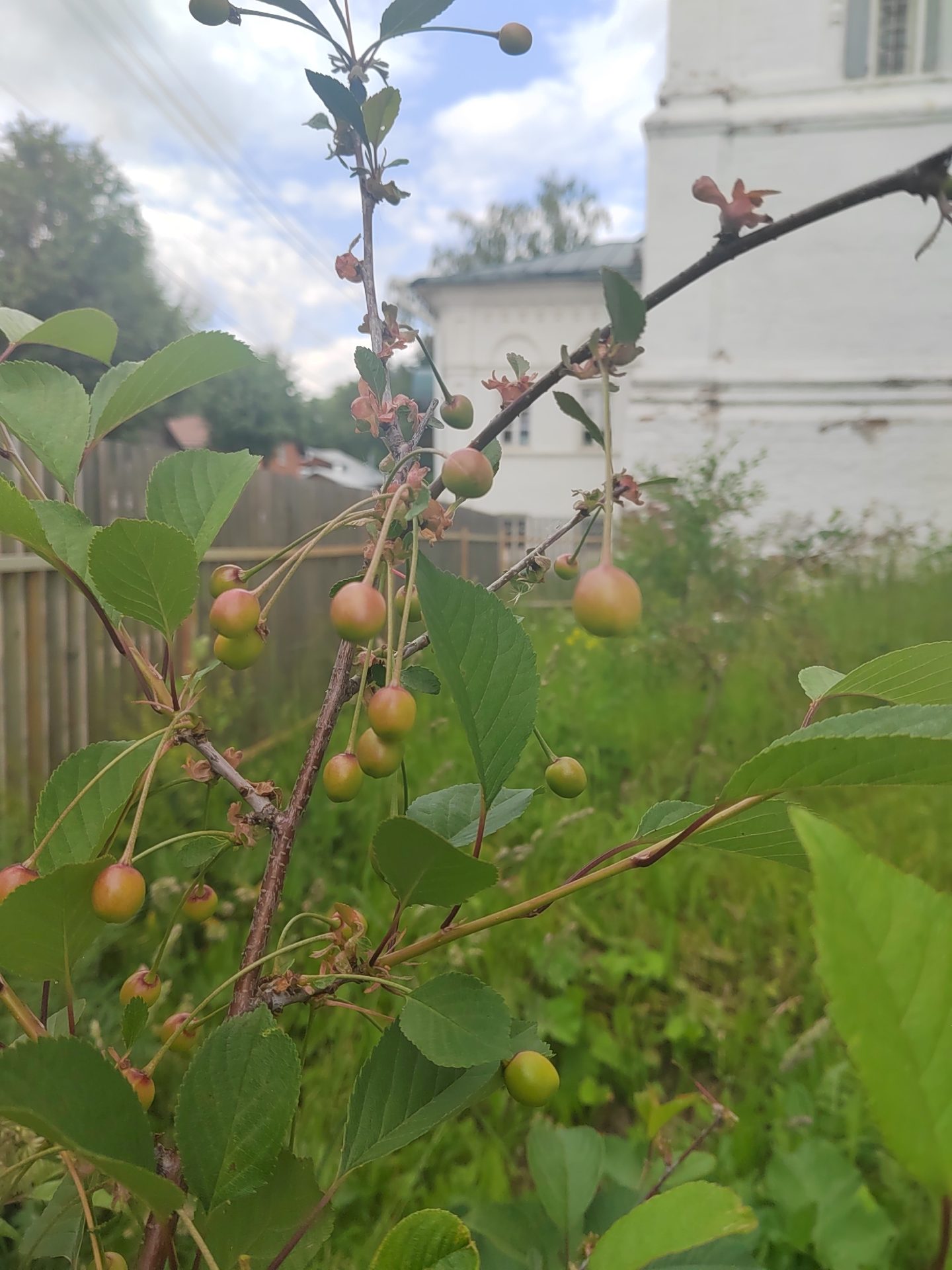 Вознесенская полянка