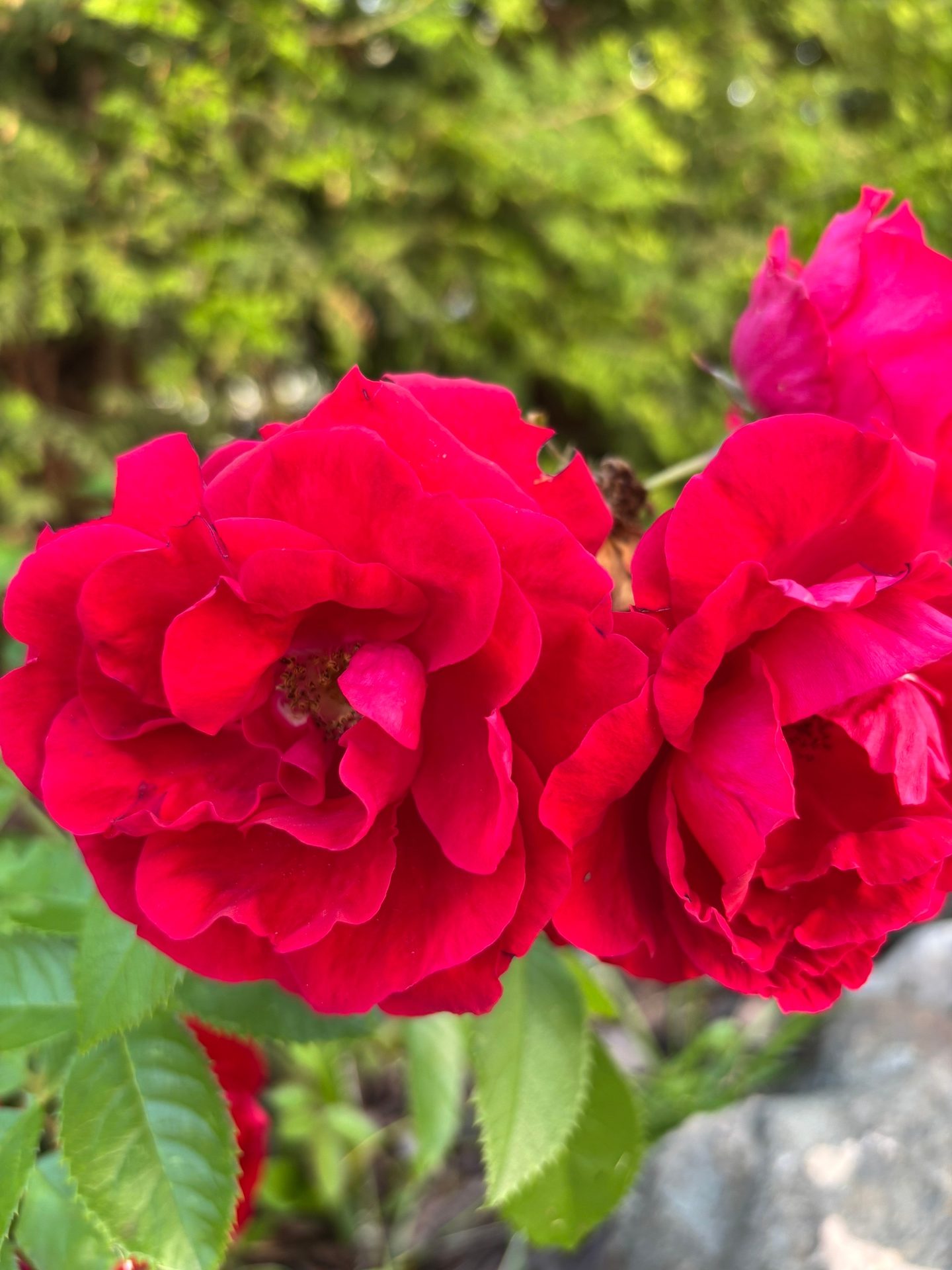 #ВознесенскаяПолянка 🌹
