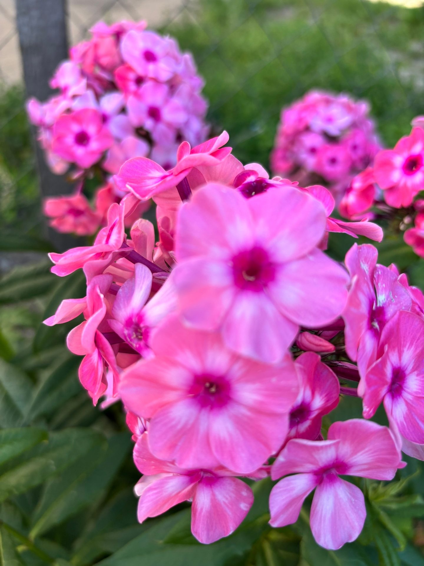 #ВознесенскаяПолянка 🌸