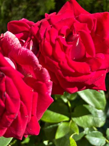 #ВознесенскаяПолянка 🌺