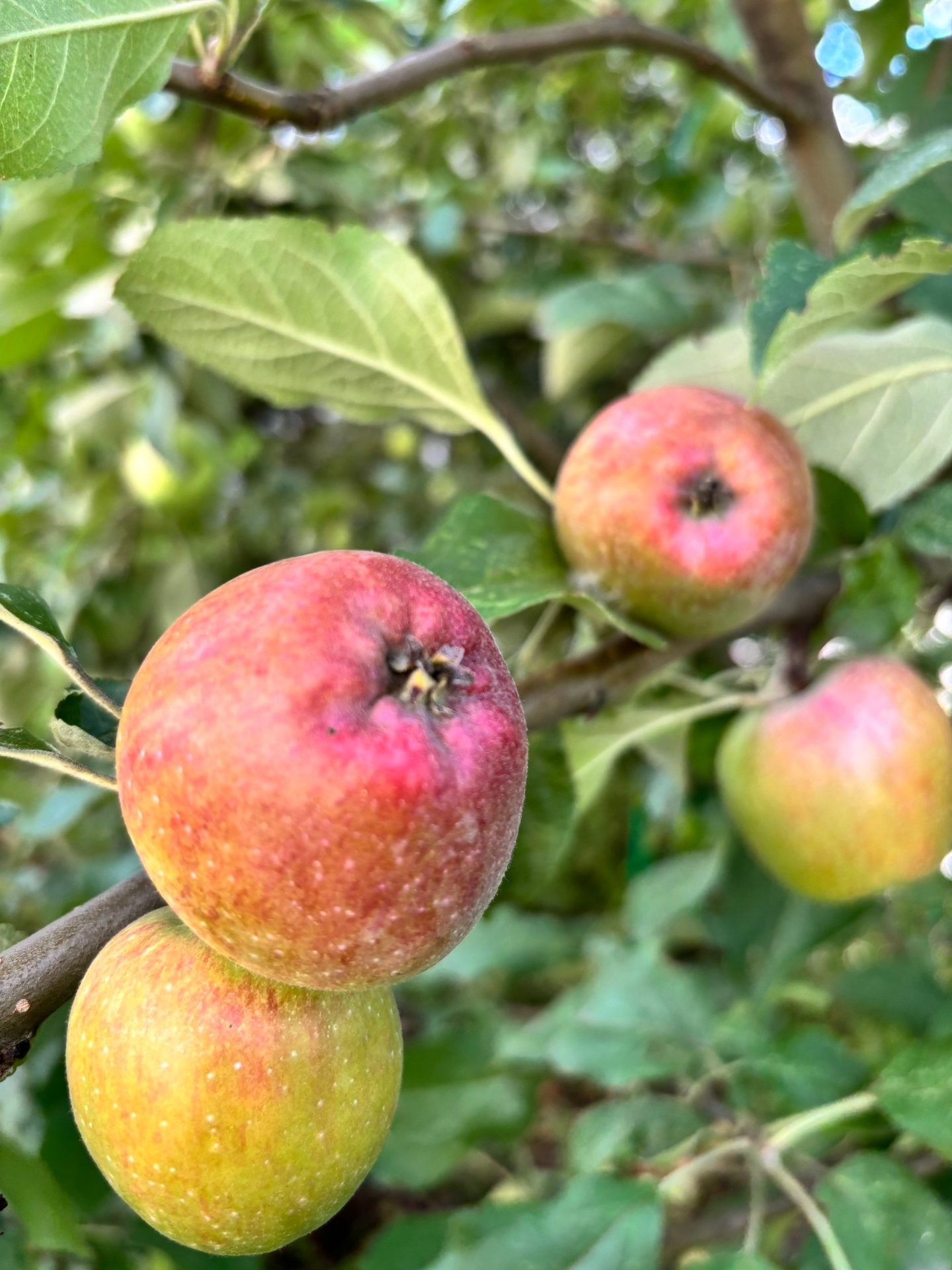 #ВознесенскаяПолянка 🍎🍏🍎