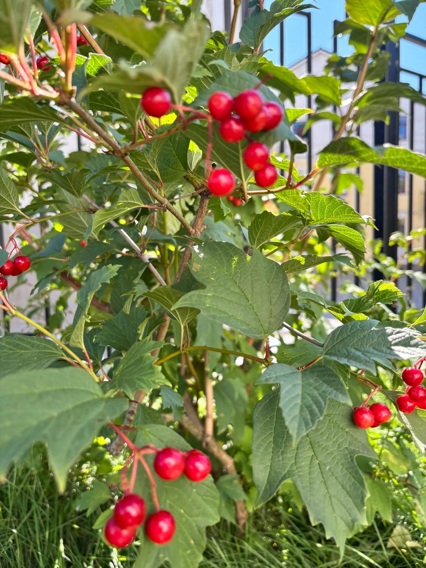 #ВознесенскаяПолянка 🍒