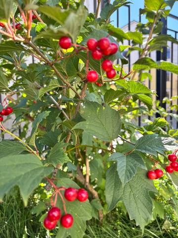 #ВознесенскаяПолянка 🍒