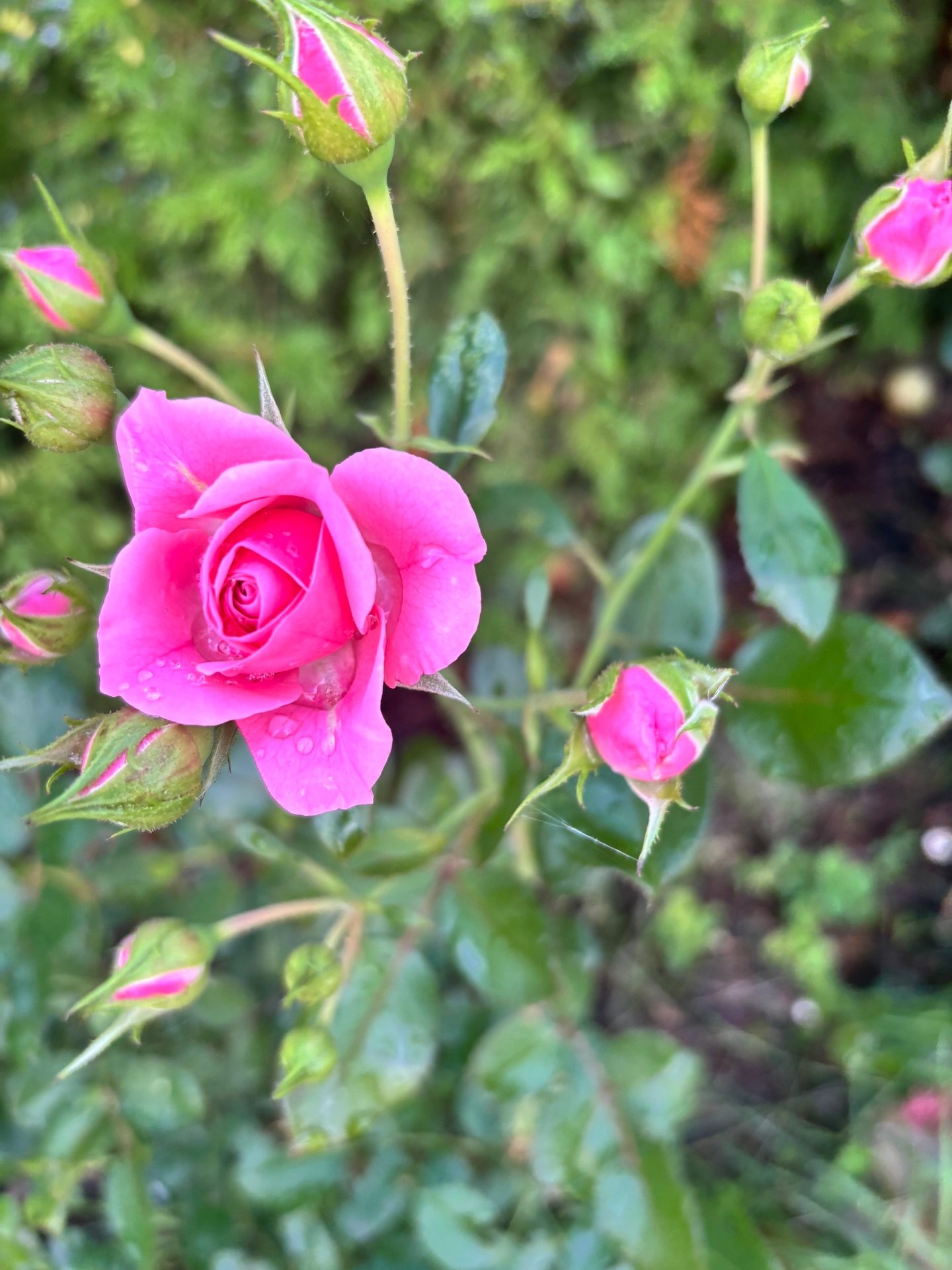 #ВознесенскаяПолянка 🌹