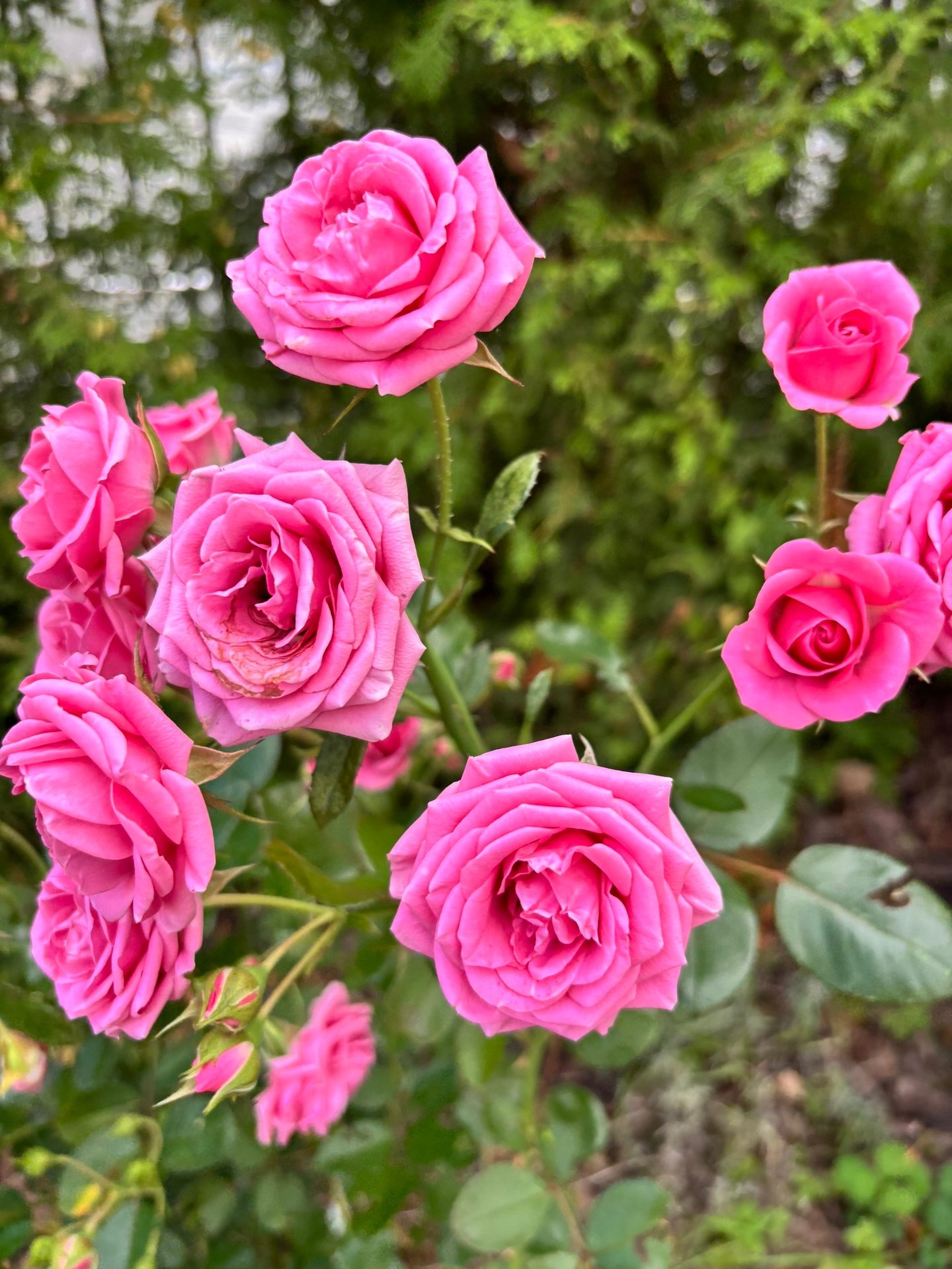 #ВознесенскаяПолянка 🌸