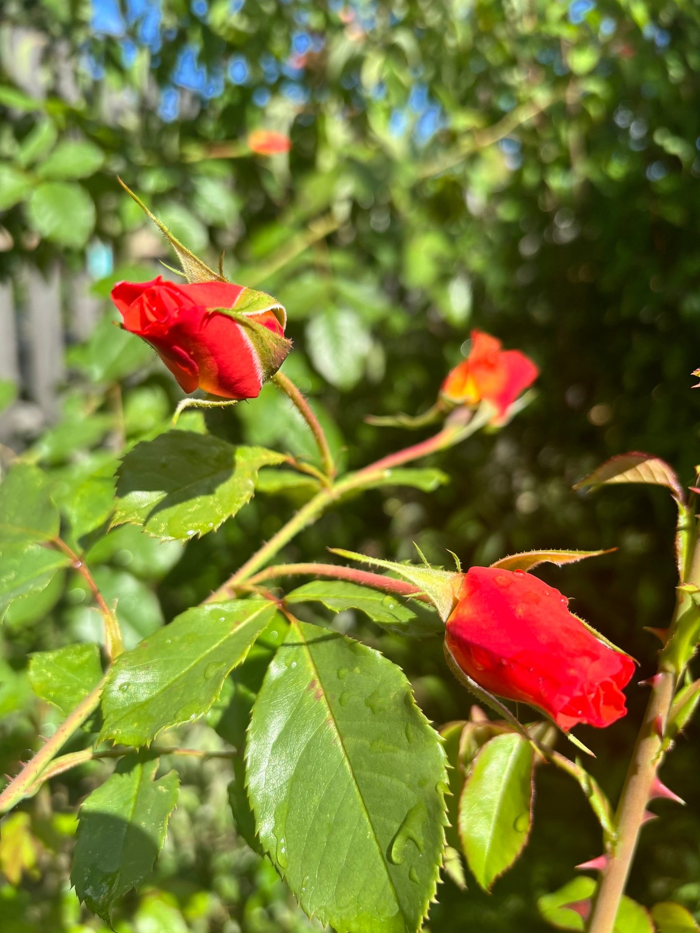 #ВознесенскаяПолянка 🌹