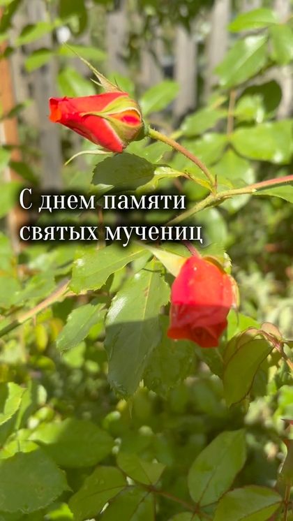 Святые мученицы Вера, Надежда, Любовь и мать София , молите Бога о нас 🌹