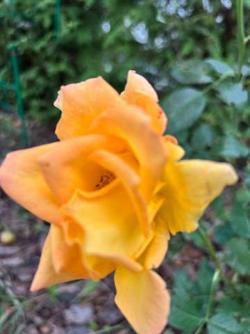 #ВознесенскаяПолянка 🌼