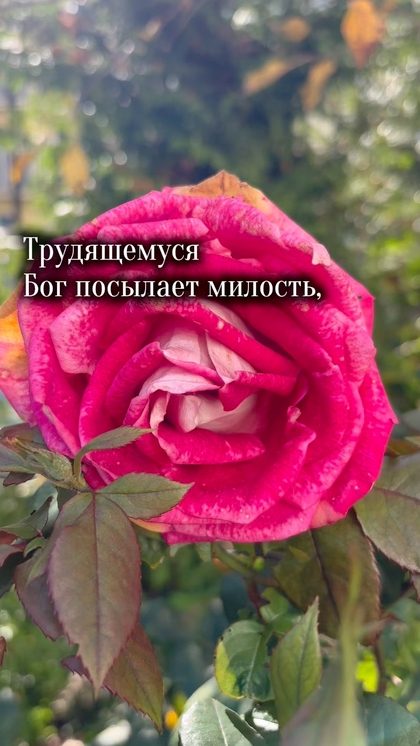 С днем памяти преподобного Амвросия Оптинского 🌱