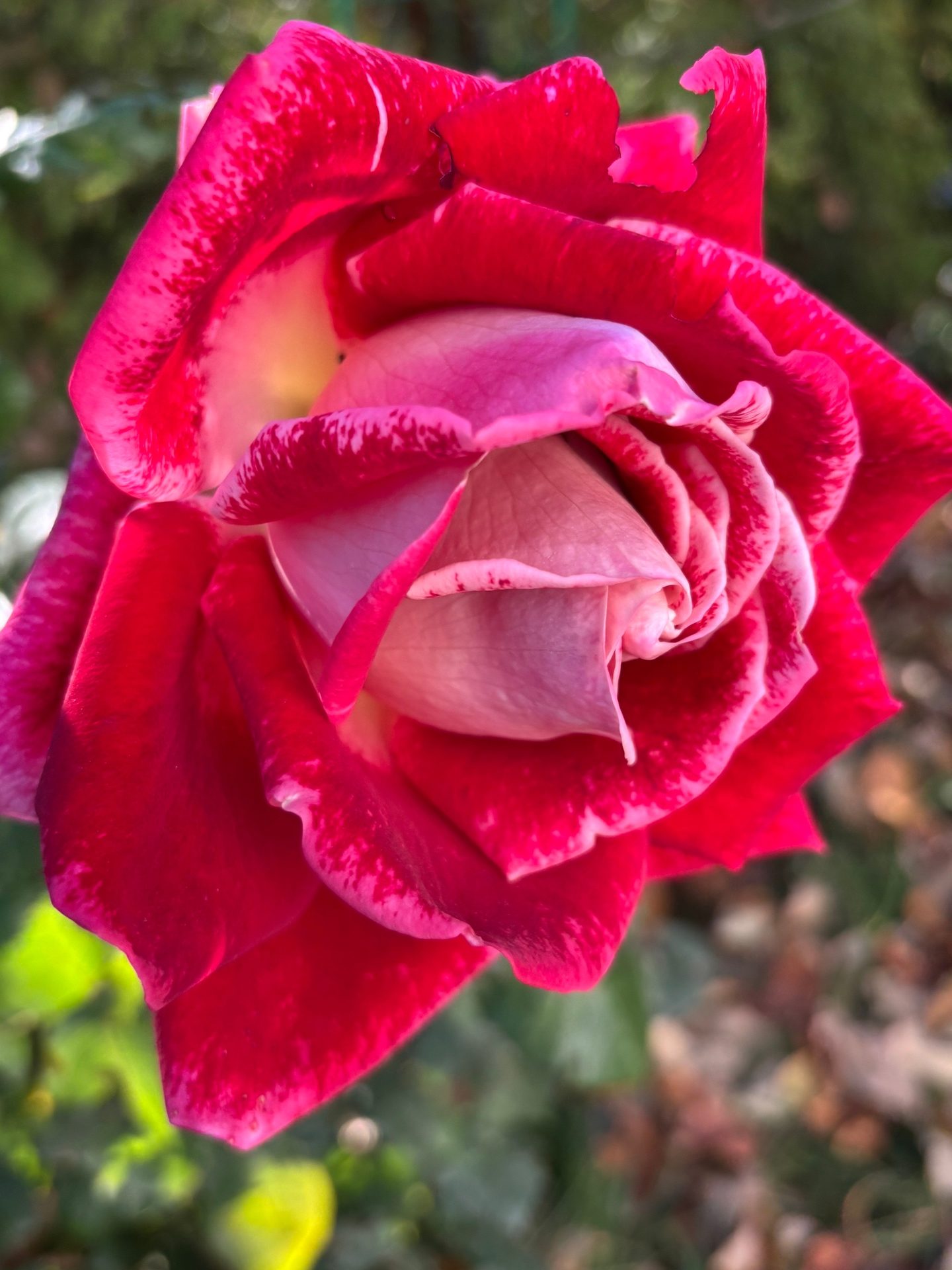 #ВознесенскаяПолянка 🌺